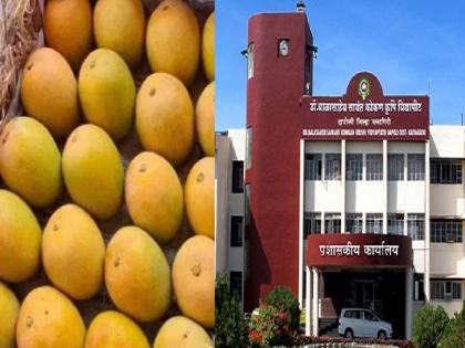 वलसाड हापूस मानांकनाला कोकण कृषी विद्यापीठाचा विरोध वलसाड हापूस मानांकनाला कोकण कृषी विद्यापीठाचा विरोध