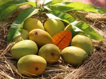 Sweetness of hapus mango alphanso on Akshaya Tritiya; Inflow of 1 lakh boxes in APMC; Mangoes from the south are also included | अक्षय्य तृतीयेला हापूसचा गोडवा; एपीएमसीत १ लाख पेट्यांची आवक; दक्षिणेतील आंबाही दाखल