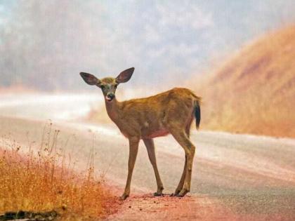 If you spend your life on wrong path, only repentance will come! | मृगजळामागे धावण्यात आयुष्य घालवले, तर केवळ पश्चात्ताप वाट्याला येईल!