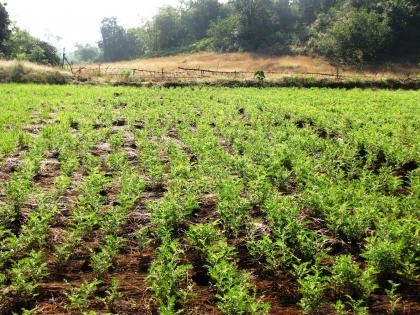 No moisture; Harvesting of grams pending | ओलावा नाही; हरभरा पेरणी खोळंबली!