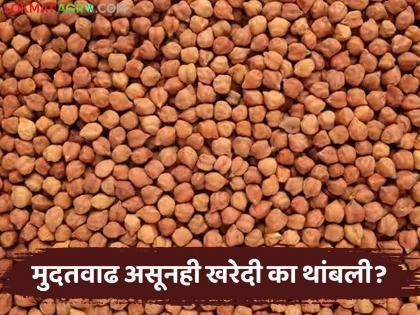 latest news Harbhara Kharedi: Farmers' mockery? Extension of Harbhara Kharedi date turned out to be 'fraud'; Portal closed again! | Harbhara Kharedi : शेतकऱ्यांची थट्टा? हरभरा खरेदीची मुदतवाढ ठरली 'फसवी'; पोर्टल पुन्हा बंद! latest news Harbhara Kharedi: Farmers' mockery? Extension of Harbhara Kharedi date turned out to be 'fraud'; Portal closed again! | Harbhara Kharedi : शेतकऱ्यांची थट्टा? हरभरा खरेदीची मुदतवाढ ठरली 'फसवी'; पोर्टल पुन्हा बंद!