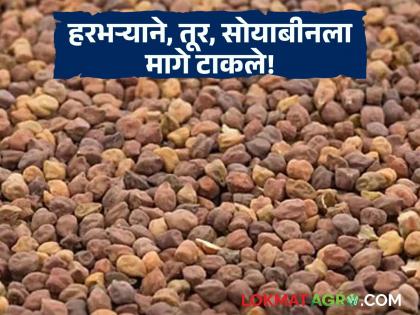 Latest news harbhara market gram is fetching highest price than tur and soybean crops | Harbhara Market : नवीन हरभऱ्याची आवक, तूर, सोयाबीनपेक्षा 'या' हरभऱ्याला सर्वाधिक भाव मिळतोय! Latest news harbhara market gram is fetching highest price than tur and soybean crops | Harbhara Market : नवीन हरभऱ्याची आवक, तूर, सोयाबीनपेक्षा 'या' हरभऱ्याला सर्वाधिक भाव मिळतोय!