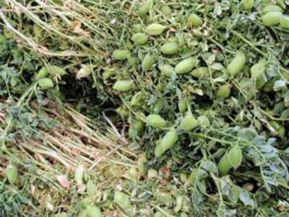 Pulses of green paddy in Solapur district increased by two and a half times, as wheat area increased, area of ​​sorghum was reduced | सोलापूर जिल्ह्यात हरभºयाचा पेरा अडीच पट वाढला, गव्हाचेही क्षेत्र वाढलेच, ज्वारीचे क्षेत्र यंदा कमी 