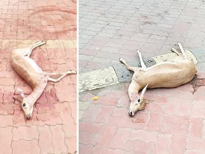 Stray dogs attack herd of deer in search of water; Three deer die | पाण्याच्या शोधात आलेल्या हरणांच्या कळपावर भटक्या कुत्र्यांचा हल्ला; तीन हरणांचा मृत्यू Stray dogs attack herd of deer in search of water; Three deer die | पाण्याच्या शोधात आलेल्या हरणांच्या कळपावर भटक्या कुत्र्यांचा हल्ला; तीन हरणांचा मृत्यू