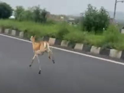 The deer scattered, ran wildly along the highway, jumped off the bridge, met a tragic end. | हरीण बिथरले, महामार्गावरून सैरावैरा पळत सुटले, पुलावरून मारली उडी, झाला करुण अंत