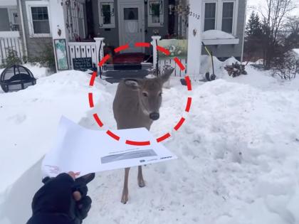 woman who went to deliver letter gets beautiful welcome from cute deer video goes viral on internet | Viral Video: पत्र पोहोचवायला गेली तेव्हा हरणाने रोखला रस्ता, पुढे जे झालं ते पाहुन बसेल धक्का