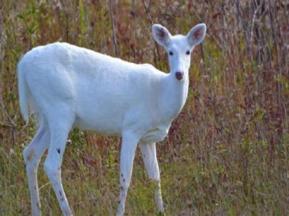 Rare White Hog Deer Spotted In Assam Kaziranga National Park, See photos | असामच्या काझीरंगा उद्याणात दिसले दुर्मिळ पांढरे हरीण, VIDEO पाहून तुम्हीही चकीत व्हाल