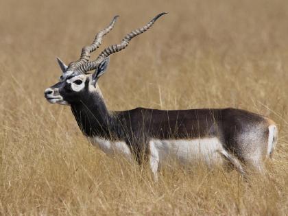 blackbuck-hunt-in-bhopal-district-Madhya-Pradesh | काळविटाच्या शिकारीने खळबळ; वनविभागाच्या भीतीने आरोपी मृतदेह सोडून पळाले