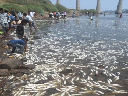 The case of thousands of fish dying due to contaminated water in Krishna river is now in the National Green Tribunal | कृष्णेतील मासे मृत्यू प्रकरण हरित न्यायालयात, राजू शेट्टींनी दाखल केली याचिका