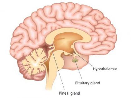 How to become hormones? | हार्मोन्स बनतात कसे?