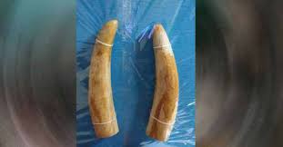 Gang of ivory sellers arrested | सापळा रचून हस्तीदंत विकणाऱ्या टोळीस अटक