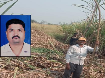 45 tonnes of sugarcane production in 15 bunches in rocky soil, the alchemy of a young farmer from Latwade kolhapur | Kolhapur: खडकाळ माळरानात १५ गुंठ्यांत ४५ टन उसाचे उत्पादन, लाटवडे येथील युवा शेतकऱ्याची किमया 