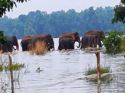 A bunch of Gajraj in Gondia district! | Video : हत्तींचा कळप गोंदिया जिल्ह्यात दाखल; अर्जुनी मोरगाव तालुक्यात दर्शन