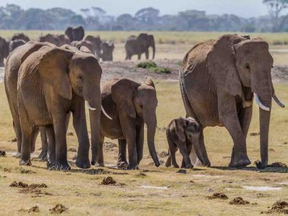 Elephant Day Special Elephant used to live for 120 years now it lives for 80 years | हत्ती दिन विशेष! हत्ती पूर्वी १२० वर्षे जगायचा, आता जगतो ८० वर्षे