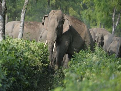 Beware tendu laborers; Wild elephants are after you! | तेंदू मजुरांनाे सावधान; तुमच्या मागावर आहेत रानटी हत्ती !