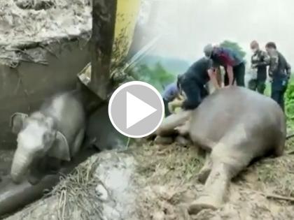 mother elephant faints after seeing his baby in manhole gets up after baby elephant rescued by team video goes viral | पिल्लु खड्ड्यात पडताच बेशुद्ध झाली हत्तीण, बाहेर पडताच पुन्हा उठुन उभी राहिली...पाहा व्हिडिओ