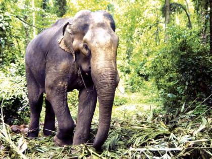 The farmer escaped the elephant attack in Pernoli | पेरणोलीत हत्तीच्या हल्यातून शेतकरी बचावला