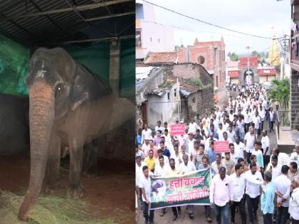 Citizens oppose the transfer of the Mahadevi elephant of Swastishree Jinsen Bhattarak Pattacharya Sansthan Math in Nandani Shirol taluka to Vantara in Gujarat | Kolhapur: 'महादेवी' हत्तीणसाठी मोर्चा गावात धडकला.. 'वनतारा'साठी गाड्या गावाजवळ थडकल्या