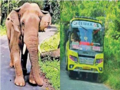 Jara hatke: 'satka' of an elephant; The bus took 8 km in reverse | Jara hatke: हत्तीची ‘सटकली’; बस ८ किमी रिव्हर्स नेली