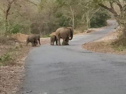 Hevale, bambarde village elephant on road; fear in the villagers vrd | हेवाळे, बांबर्डेत हत्तींचा मुक्तसंचार; ग्रामस्थांमध्ये भीतीचे वातावरण 