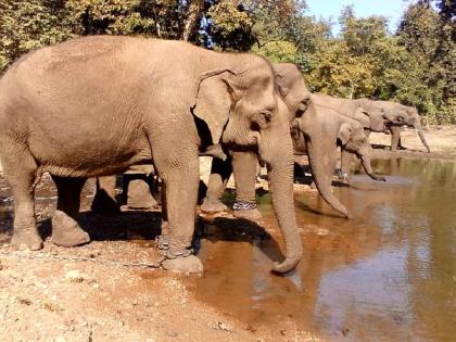 people opposition to shifting elephants of kamlapur camp from Maharashtra to Gujarat | हा तर कमलापूर हत्ती कॅम्प बंद करण्याचाच डाव.. स्थलांतरणावरून पुन्हा नागरिकांमध्ये वाढतोय रोष