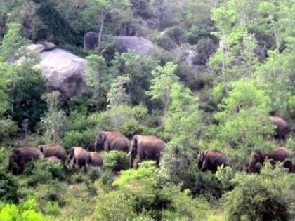 Gadchiroli | A herd of wild elephants reached to the outskirts of Kurkheda town; Terror among citizens | Gadchiroli | कुरखेडा शहराच्या सीमेवर पाेहाेचला जंगली हत्तींचा कळप; नागरिकांमध्ये दहशत