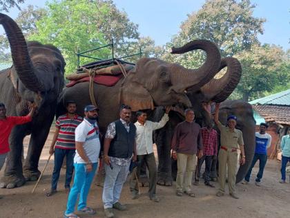 Elephants in Melghat will go on a 15-day leave; Kolkas safari will remain closed from 10- 24 jan | मेळघाटातील हत्ती जाणार पंधरा दिवसांच्या सुटीवर; कोलकासची सफारी राहणार बंद