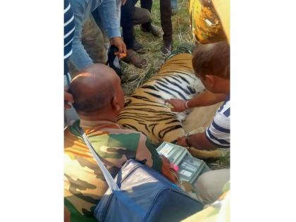 the man-eating tigress in chandrapur dist that killed two people in two days captured | अनेकांचा जीव अखेर ‘ती’ नरभक्षक वाघीण घेणारी जेरबंद; नागरिकांनी सोडला सुटकेचा नि:श्वास