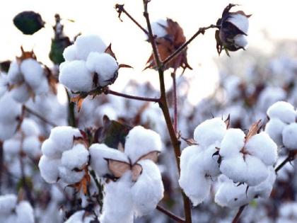 Purchase of 200 quintals of cotton on the first day at the purchase center in Nandurbar | नंदुरबारातील खरेदी केंद्रात पहिल्या दिवशी २०० क्विंटल कापूस खरेदी