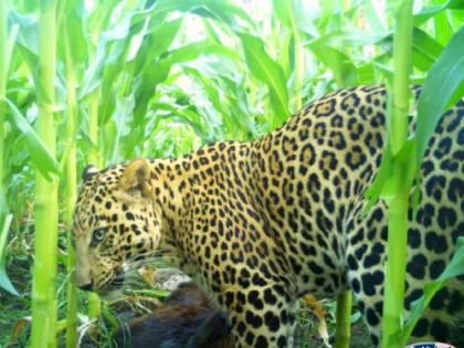 In Melghat, the leopard terror continues, hunted two calves in four days | मेळघाटात बिबट्याचा धुमाकूळ कायम; चार दिवसात दोन वासरु केले फस्त