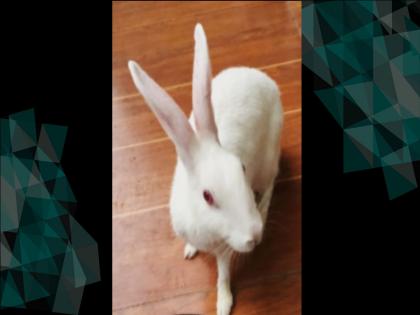 The cancer-stricken rabbit, however, emerged victorious in the race for survival, successfully undergoing foot surgery | कॅन्सरग्रस्त ससा जगण्याच्या शर्यतीत मात्र ठरला विजयी, पायावर यशस्वी शस्त्रक्रिया, ‘टाटा’च्या डॉक्टरांची कमाल