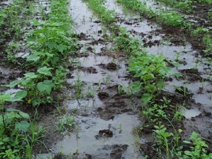 When will the code of conduct help with heavy rains; Crop loss in 11026 hectare area of Sangli district | आचारसंहितेने अतिवृष्टीची मदत मिळणार कधी?; सांगली जिल्ह्यातील ११०२६ हेक्टर क्षेत्रातील पिकांचे नुकसान 