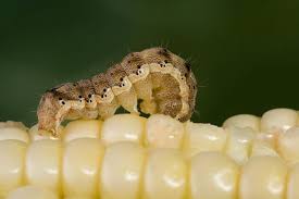 Now the helicoviropa armezara larva is on tur crop | तूर पिकावर आता हेलीकोव्हर्पा आर्मीजेरा अळीचा प्रादुर्भाव