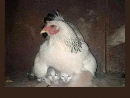 hen protects kitten in storm emotional photo goes viral on social media netizens applauds | वादळ येताच घाबरली मनीमाऊची पिल्लं; कोंबडीनं लगेचच पंखाखाली घेतलं; क्यूट फोटो नेटिझन्सना भावला!