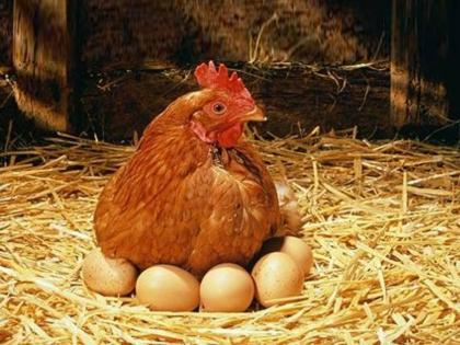 The chicken or the egg first? Finally solved the puzzle! | पहले मुर्गी की अंडा? अखेर कोडे सुटले! ब्रिटन, चीनच्या विद्यापीठातील शास्त्रज्ञांचे संशोधन