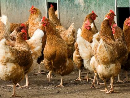 20 hens thief caught in CCTV at the pune | आखाड पार्टीसाठी कोंबड्यांवर डल्ला; २० कोंबड्या पळविणारा चोरटा सीसीटीव्हीत कैद