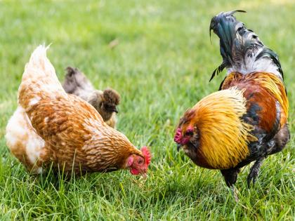 wife beaten up for not giving hens for party by Husband and brother in law | पार्टीसाठी कोंबड्या दिल्या नाहीत म्हणून पतीची पत्नीस मारहाण wife beaten up for not giving hens for party by Husband and brother in law | पार्टीसाठी कोंबड्या दिल्या नाहीत म्हणून पतीची पत्नीस मारहाण
