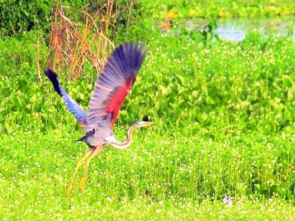 20,000 birds arrive; Twitter in Nandurmashwameshwara Wildlife Sanctuary | २० हजार पक्ष्यांचे आगमन; नांदूरमधमेश्वर अभयारण्यात किलबिलाट