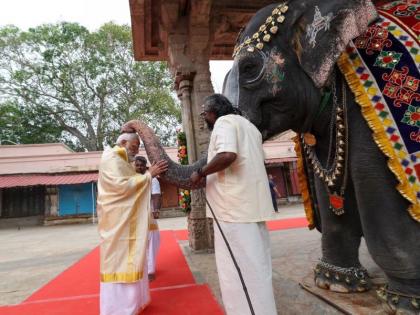 Devdarshan of PM Modi; Dressed in traditional Tamil attire, feed the temple elephant | PM मोदी यांचे देवदर्शन; पारंपरिक तामिळी वेशभूषा परिधान, मंदिरातील हत्तीला भरवला खाऊ