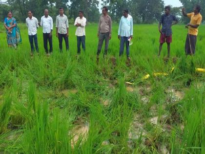 A herd of elephants trampled 50 acres of paddy | हत्तीच्या कळपाने ५० एकर धान तुडवले पायाखाली, शेतीसाहित्याचीही केली नासधूस