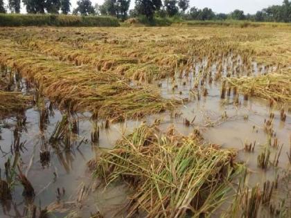 Heavy rains cause huge loss to farmers; Announcement of crores of funds but little aid | अतिवृष्टीने शेतकऱ्यांचे मोठे नुकसान; घोषणा कोट्यवधींच्या निधीची अन् मदत तुटपुंजी