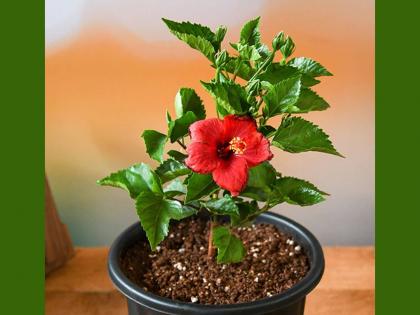 use hibiscus flower according to vastu shastra in this way happiness and wealth will overflow | सुख-समृद्धीसाठी घरात जास्वदांचे झाड 'या' ठिकाणी लावा, वास्तूशास्त्रानुसार याचे असंख्य फायदे