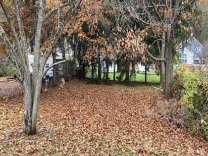 Optical Illusion : Can you find a dog hidden in this tree leaves photo | झाडाच्या वाळलेल्या पानांमध्ये लपला आहे एक कुत्रा, तुम्हाला दिसतोय का?