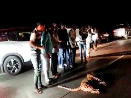 Leopard hits car on Pune Bangalore highway, Attack on a young man who came to help | video - पुणे-बंगळुरू महामार्गावर जखमी बिबट्याचा थरार, मदतीसाठी पुढे आलेल्या तरुणावर केली चाल