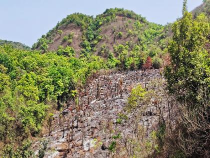 The mountains will no longer burn for the crop | नाचणीच्या पिकासाठी आता जळणार नाहीत डोंगर; वेल्हे तालुक्यातील डोंगर खाक होण्यापासून वाचणार