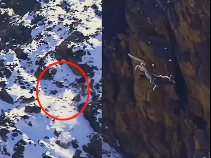 VIDEO: Snow Leopard attacks Deer, hunted with the speed of wind, you will be amazed by the video... | VIDEO: हिम बिबट्याचा थरार; वाऱ्याच्या वेगाने केली हरणाची शिकार, व्हिडिओ पाहून थक्क व्हाल...