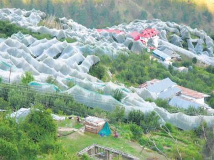 Apples have made Madavag village of Choupal in Shimla district the richest village in Asia. | आशियातील सर्वात श्रीमंत गाव भारतात; वर्षभर एकच फळ विकतात, डायरेक्ट करोडपती बनतात