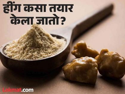 Know hing or Asafoetida making process and why it is so costly | VIDEO : अनेक समस्यांवर रामबाण उपाय हींग कसा बनवला जातो, बघून व्हाल अवाक्...