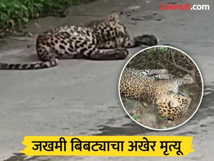 Hingoli: Leopard dies in road accident in Vasmat; Shock as body found in field | Hingoli: वाहनाच्या धडकेत जखमी बिबट्याचा जीव वाचवता आला नाही, शेतात आढळला मृतदेह Hingoli: Leopard dies in road accident in Vasmat; Shock as body found in field | Hingoli: वाहनाच्या धडकेत जखमी बिबट्याचा जीव वाचवता आला नाही, शेतात आढळला मृतदेह