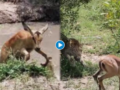 crocodile attacks deer then leopard attacks deer video goes viral on internet | Viral Video: आगीतून पडलं फुफाट्यात! आधी मगर मग वाघ, या हरणाचे हाल बघुन डोळे पाणावतील